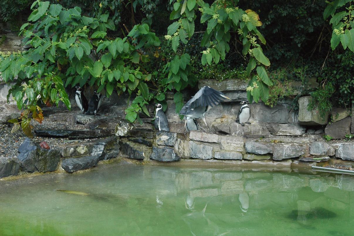 ./DublinZoo2007_12.jpg