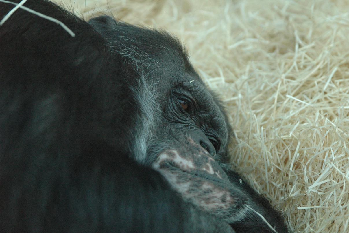 ./ZooKarlsruheGermany2008_34_0718B.jpg