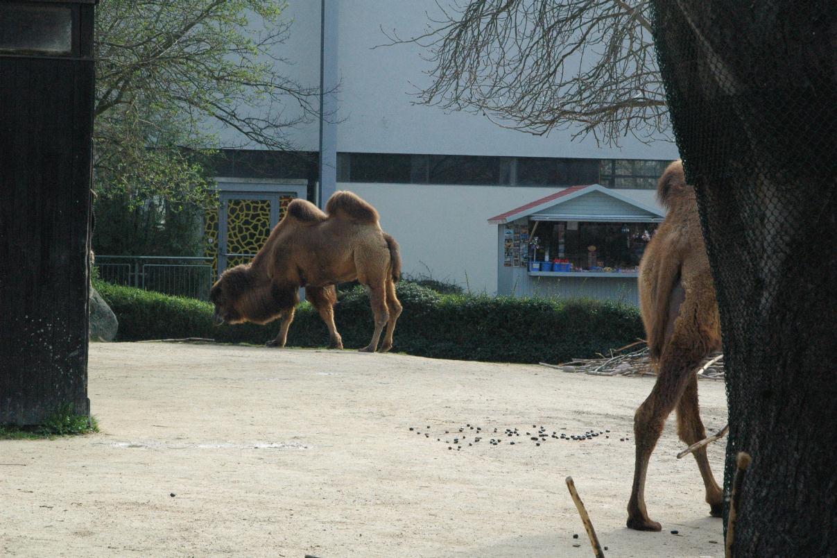 ./ZooKarlsruheGermany2008_39_0734B.jpg