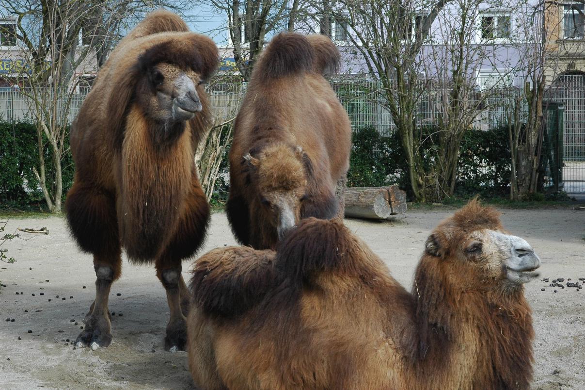 ./ZooKarlsruheGermany2008_40_0737B.jpg