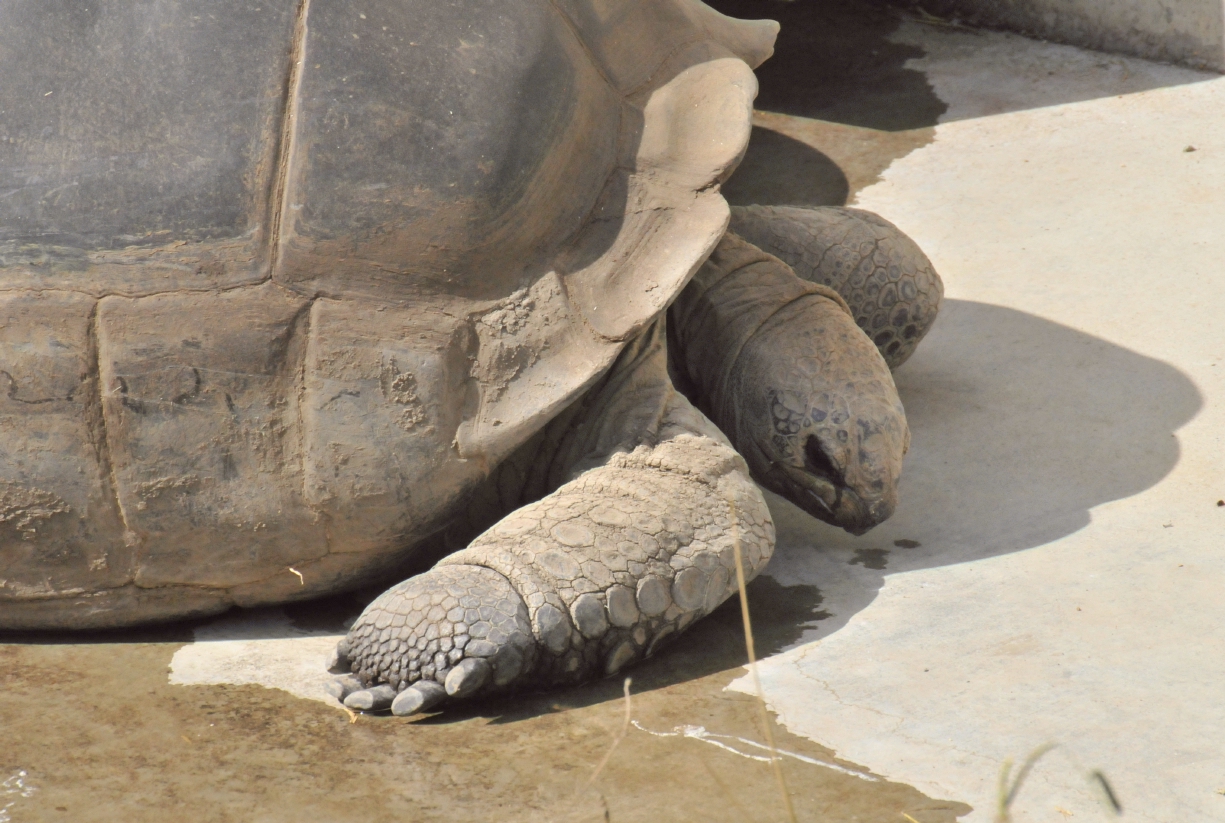 ./Oakland_Zoo_20131006_120256_T13_1281.jpg