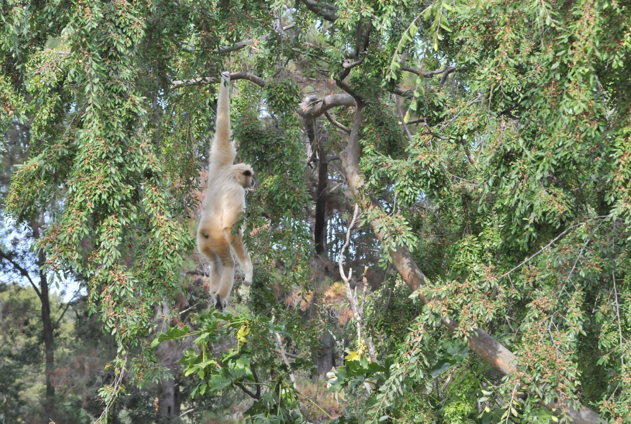 ./Oakland_Zoo_20131006_153308_B13_7901.jpg