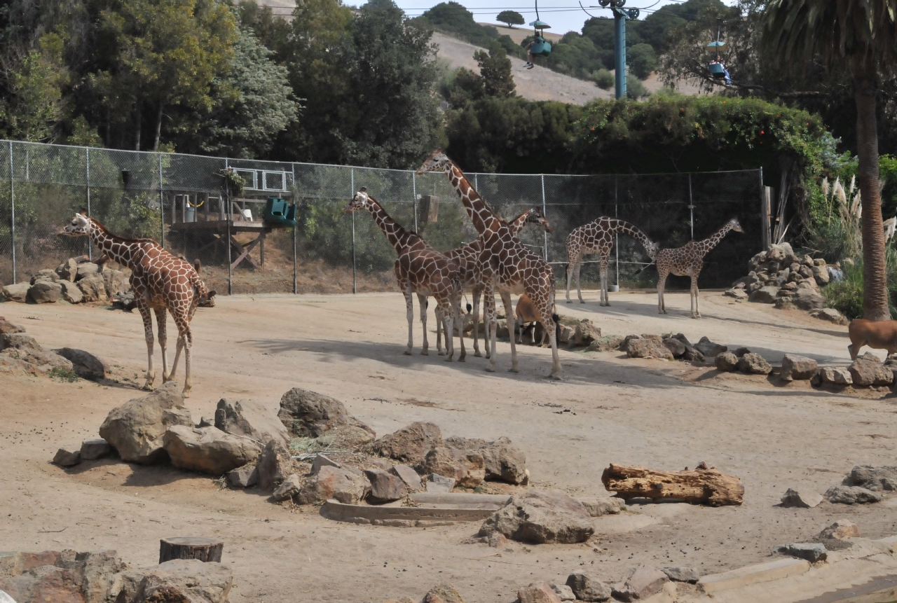 ./Oakland_Zoo_20131006_133518_B13_7731.jpg