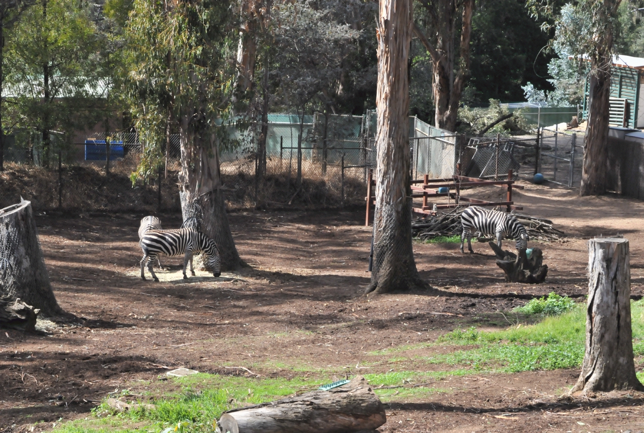 ./Oakland_Zoo_20131006_135233_B13_7771.jpg