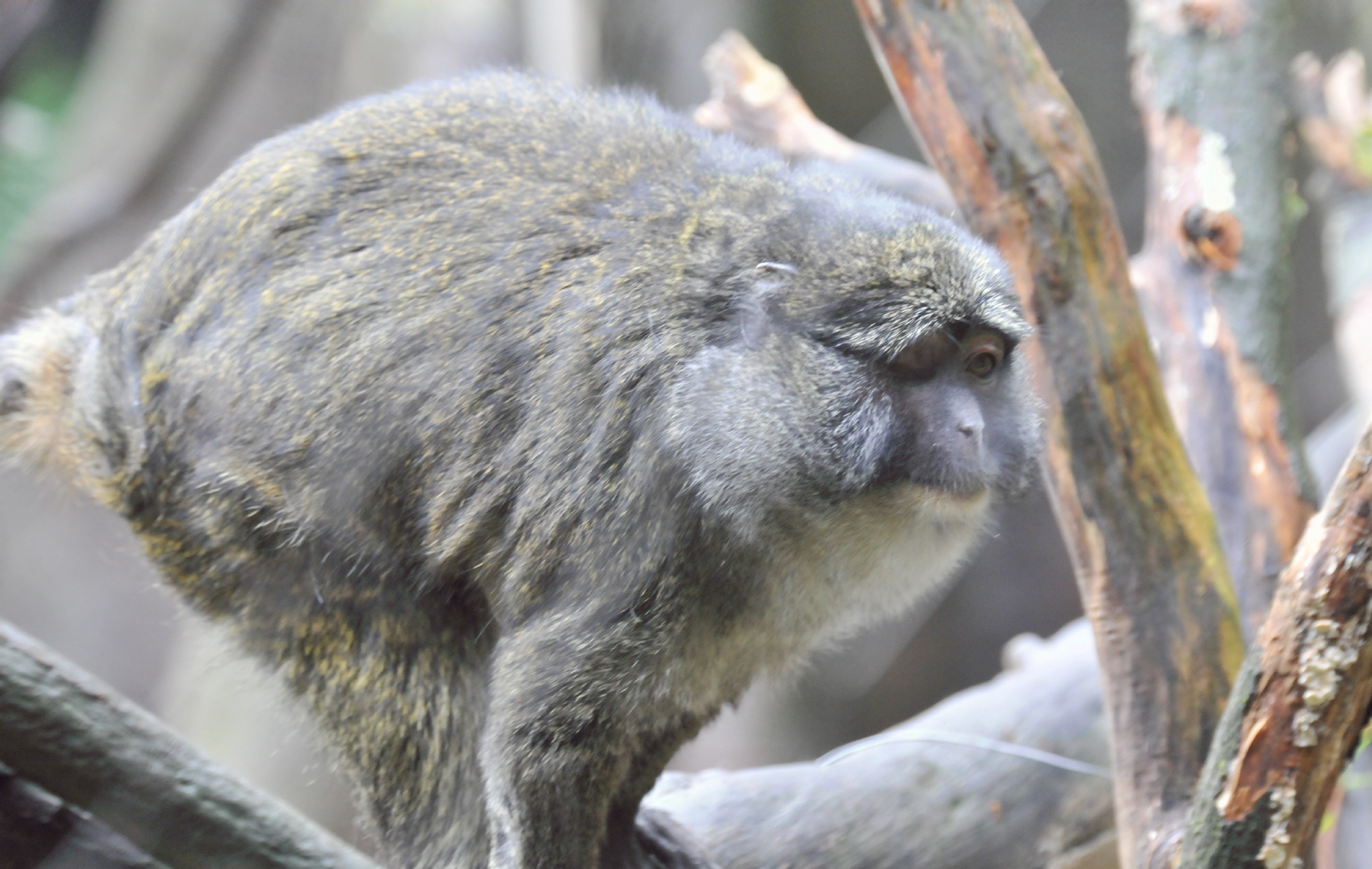 ./Oregon_Zoo_Portland_Oregon_20171110_142119_T17_7072.jpg