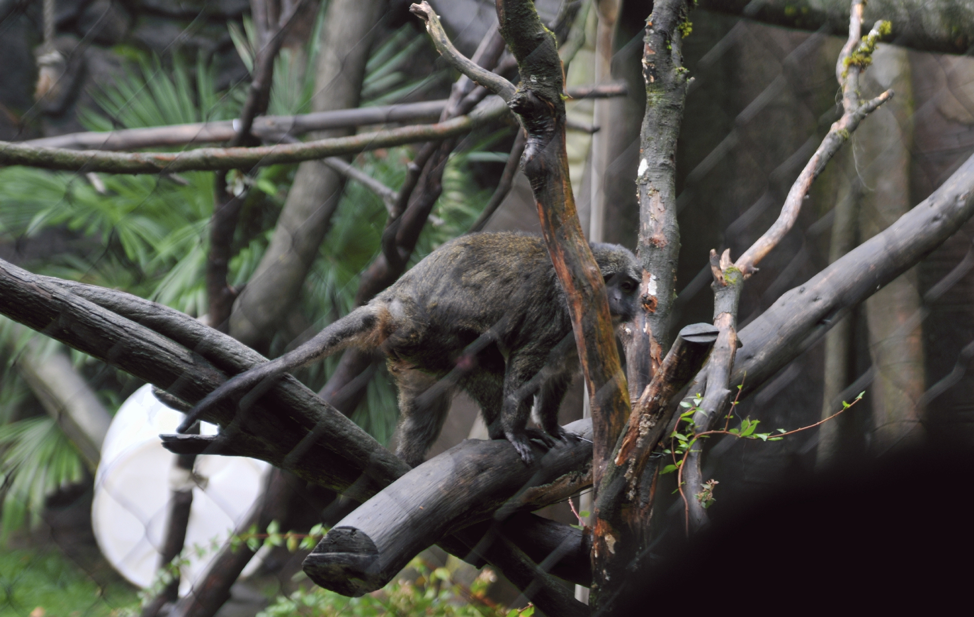 ./Oregon_Zoo_Portland_Oregon_20171110_142144_C17_6219.jpg