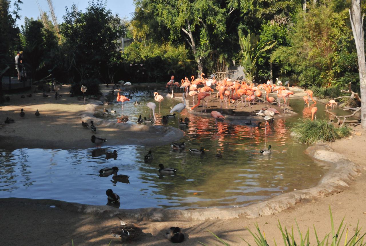 ./San_Diego_Zoo_20101013_100020_BCX_9802.jpg