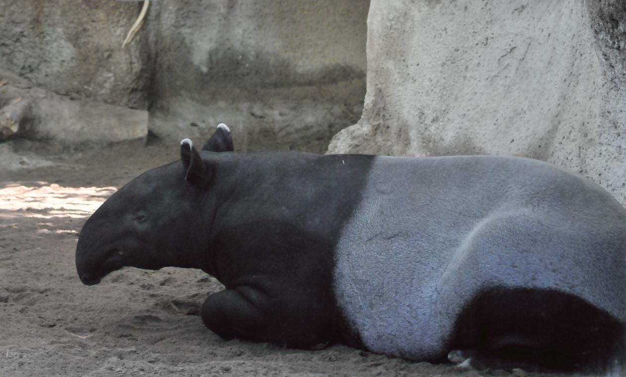 ./San_Diego_Zoo_20101013_102727_BCX_9835.jpg