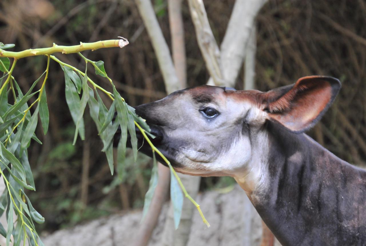 ./San_Diego_Zoo_20101013_104233_TNT_9273.jpg