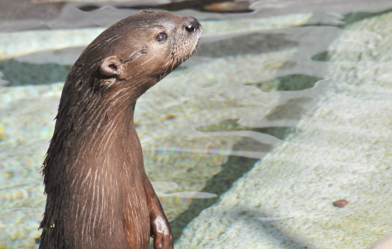 ./San_Diego_Zoo_20101013_105029_TNT_9293.jpg