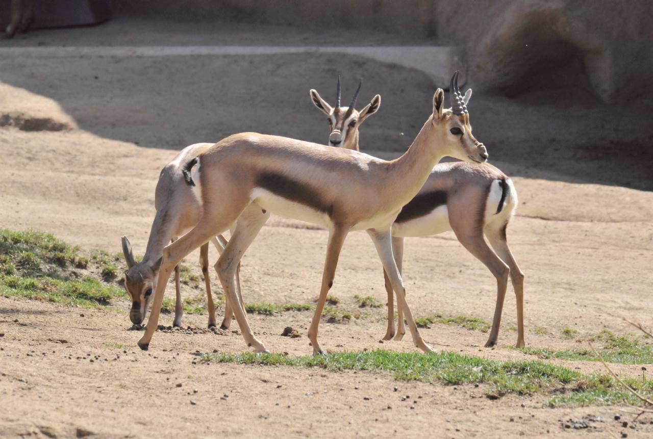 ./San_Diego_Zoo_20101013_111131_TNT_9336.jpg