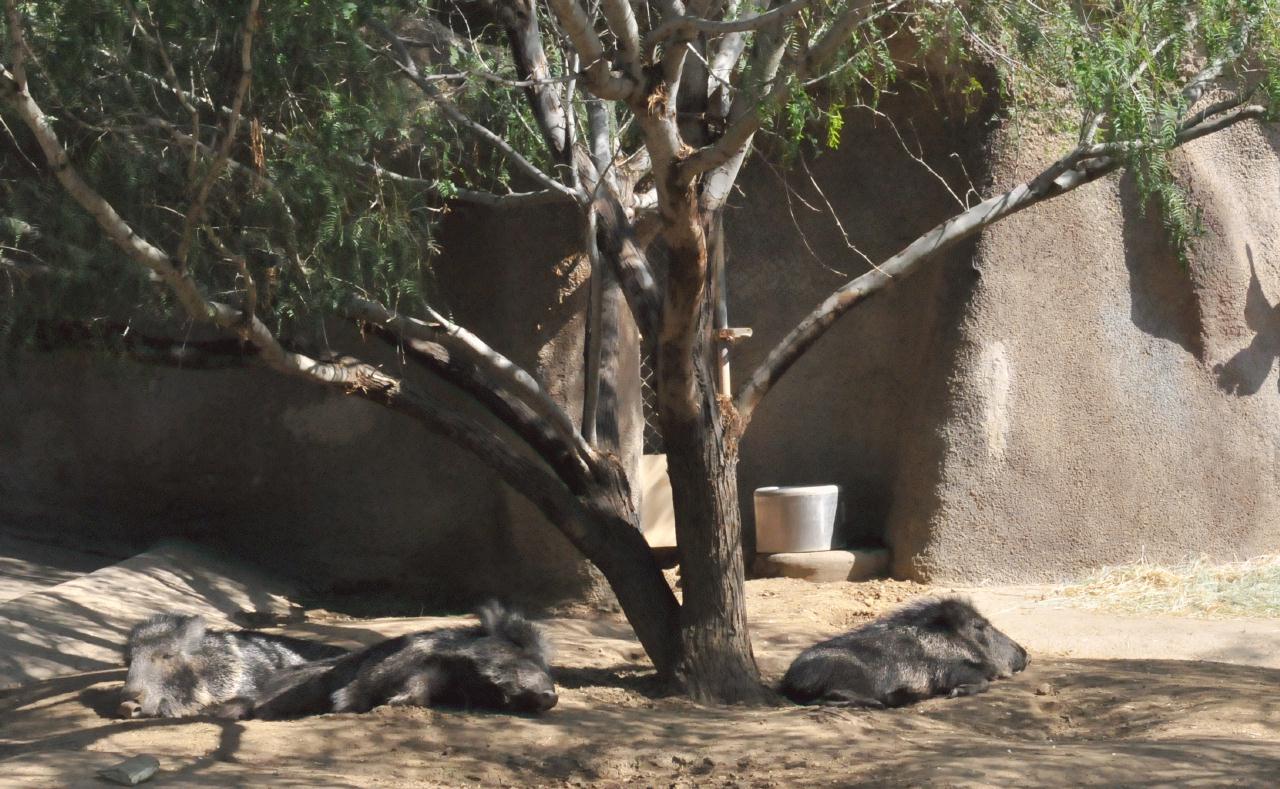 ./San_Diego_Zoo_20101013_111442_BCX_9908.jpg