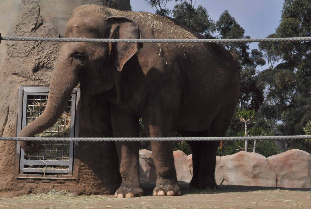 ./San_Diego_Zoo_20101013_115704_BCX_9975.jpg