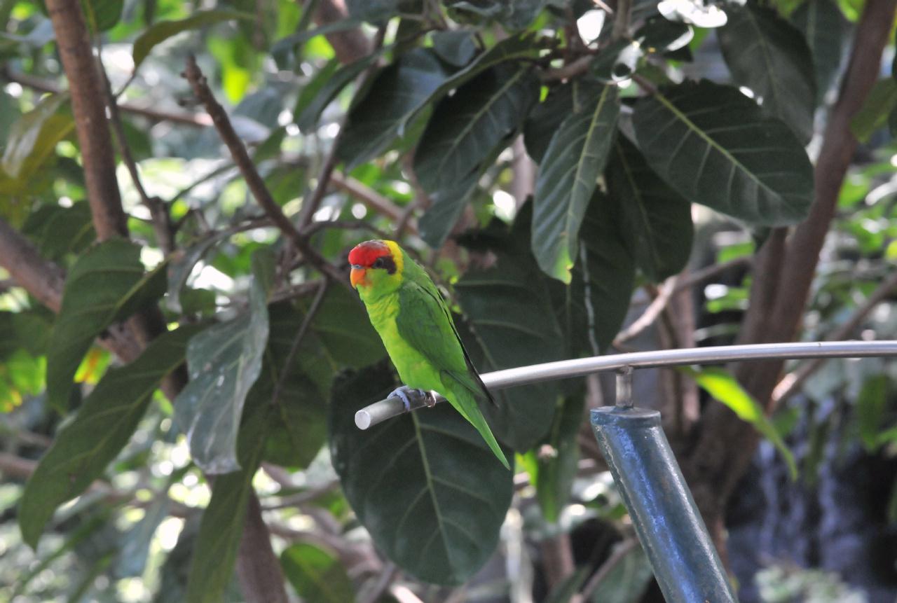 ./San_Diego_Zoo_20101013_130522_BCY_0046.jpg