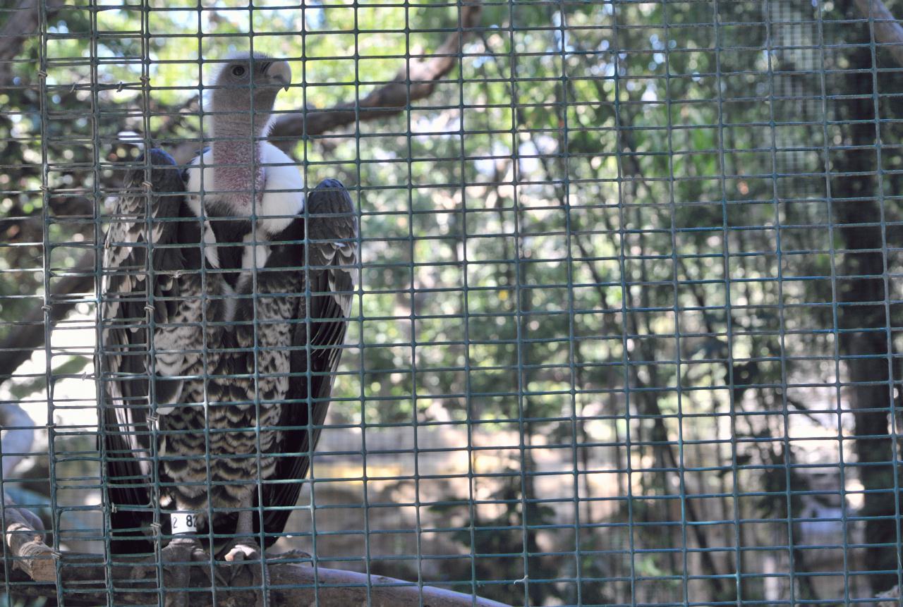 ./Santa_Barbara_Zoo_20101008_151136_8591BCX.jpg