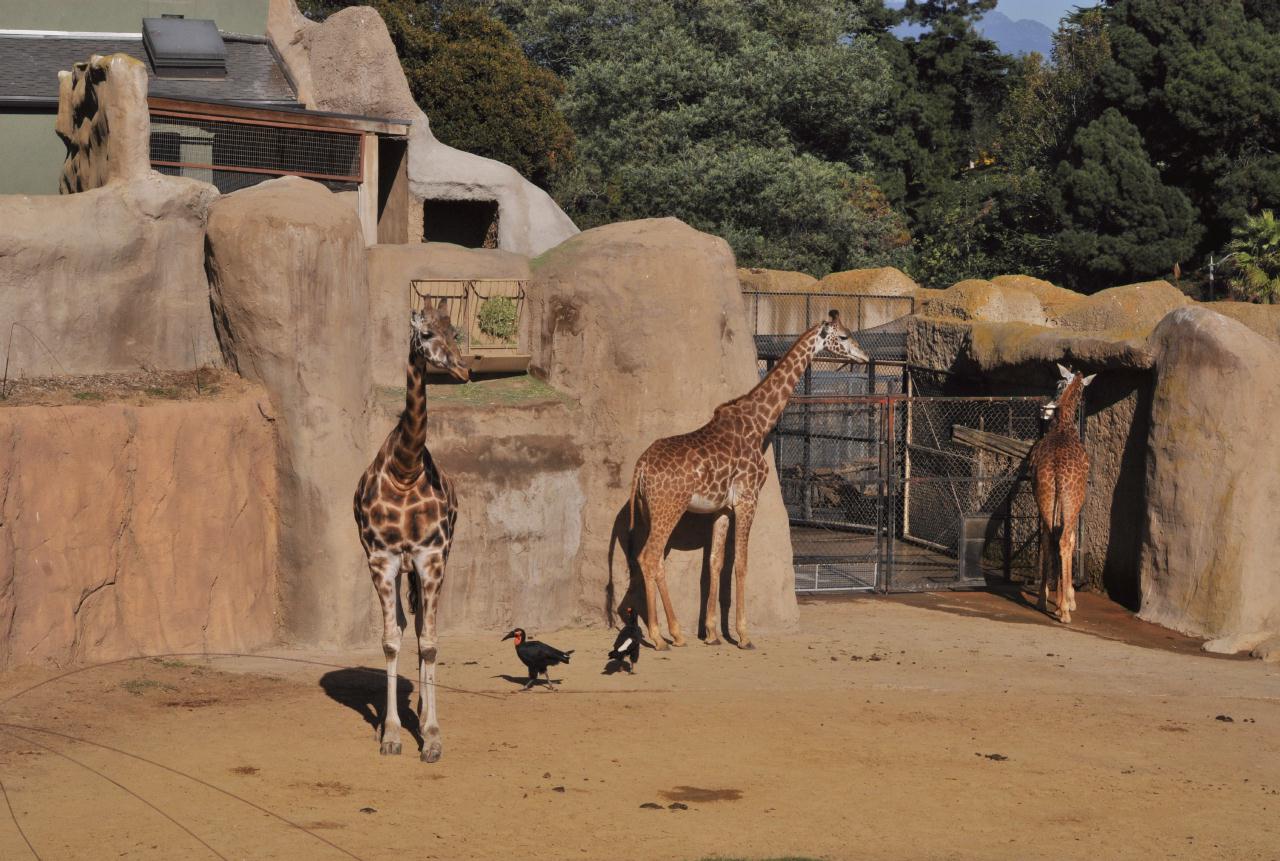 ./Santa_Barbara_Zoo_20101008_155538_8625BCX.jpg