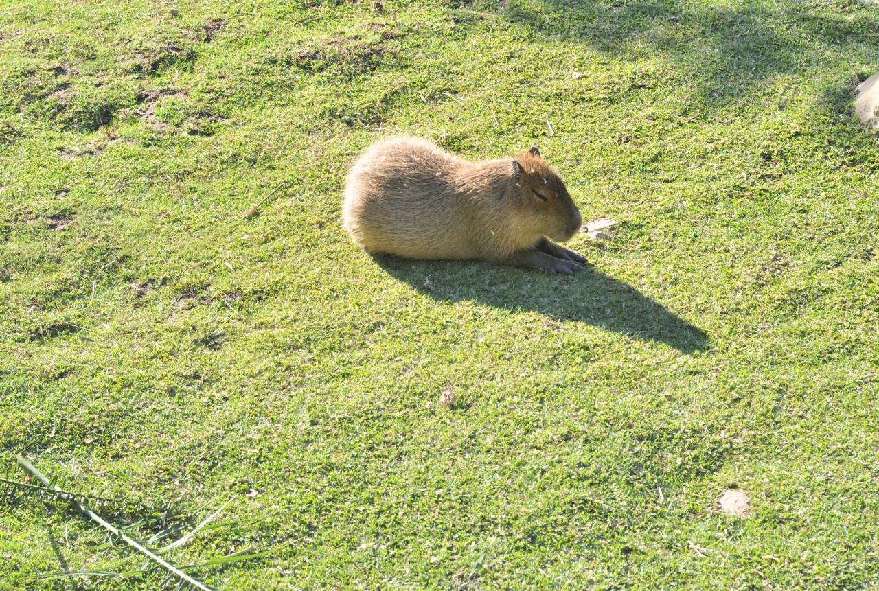 ./Santa_Barbara_Zoo_20101008_163230_8666BCX.jpg