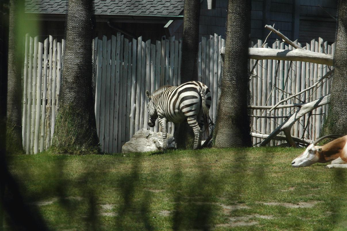 ./SFZoo2008_3709B.jpg