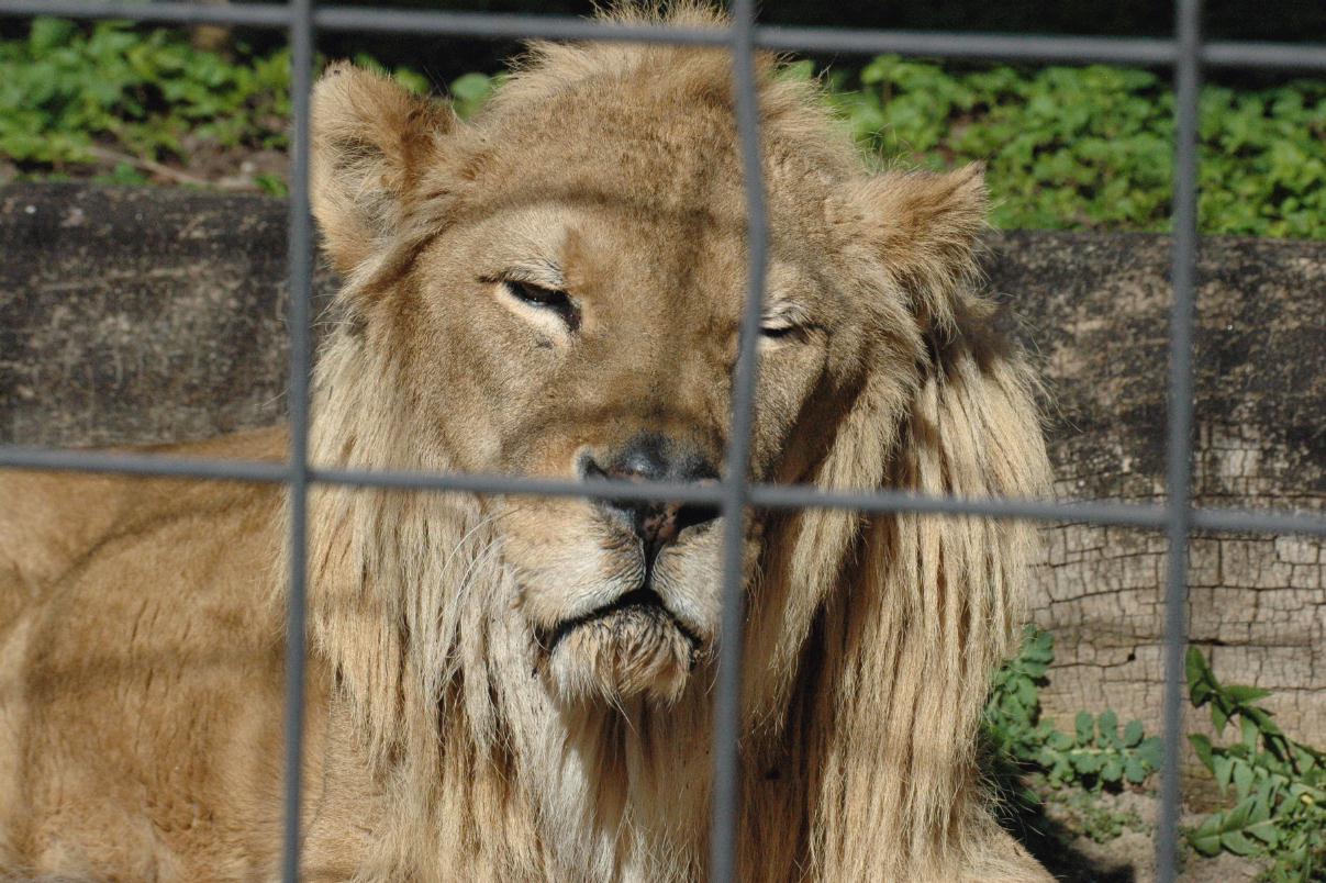 ./ZooStuttgartGermany2008_16_1430T.jpg