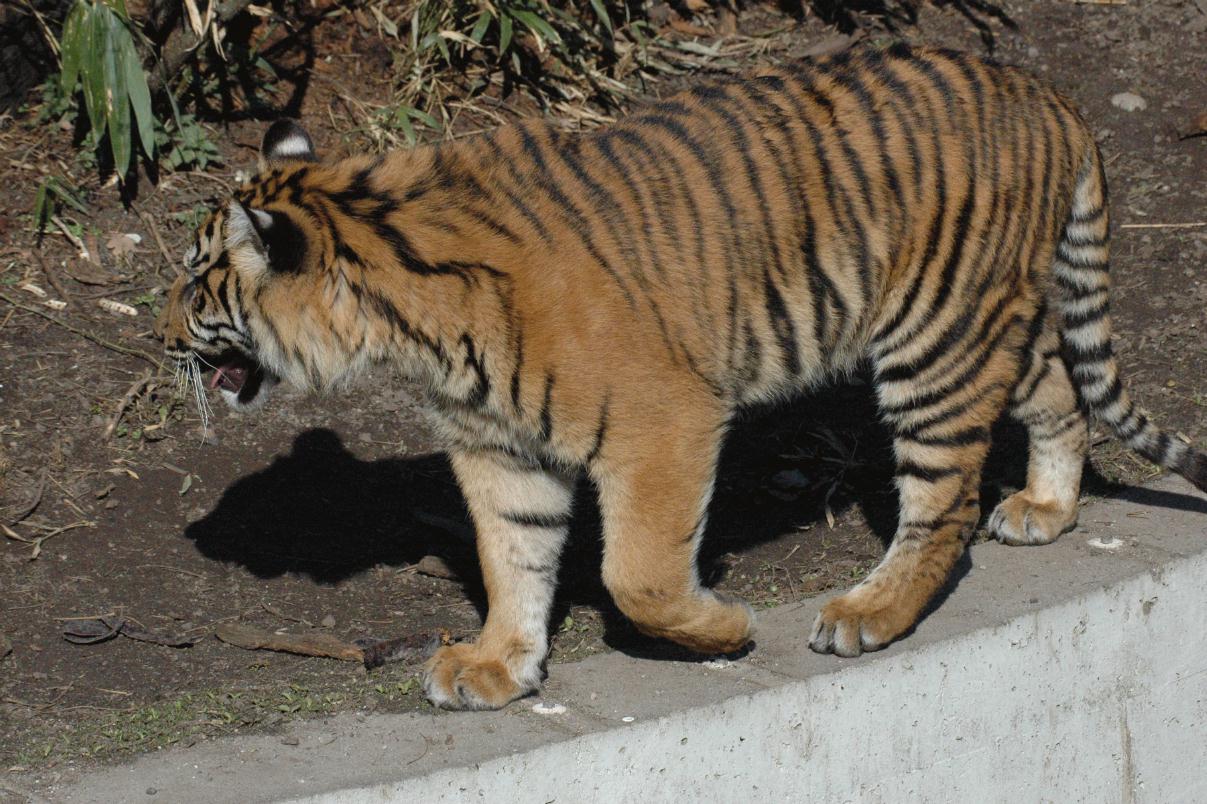 ./ZooStuttgartGermany2008_19_1433T.jpg