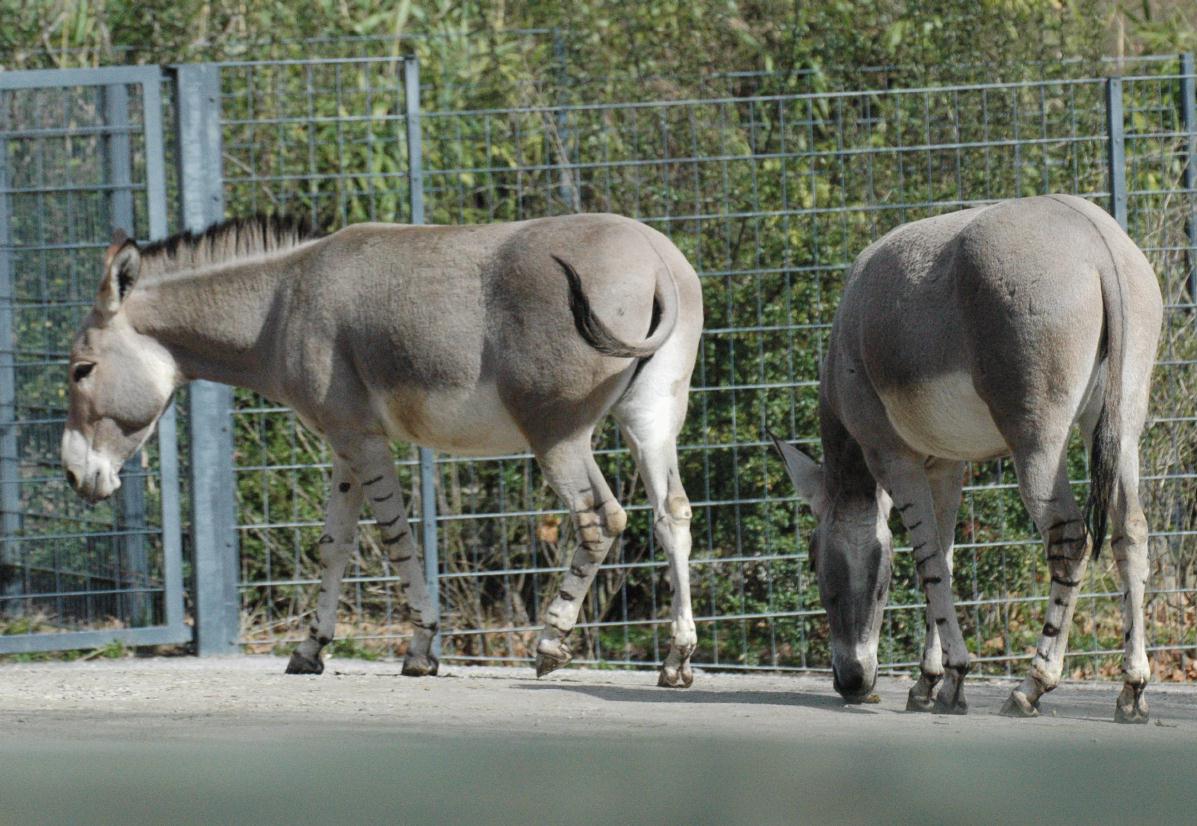 ./ZooStuttgartGermany2008_34_1456T.jpg