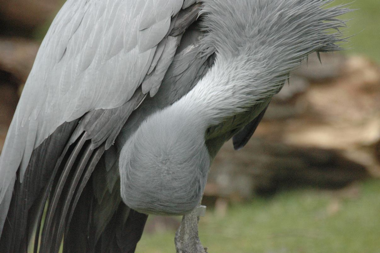 ./ZooStuttgartGermany2008_43_1463B.jpg