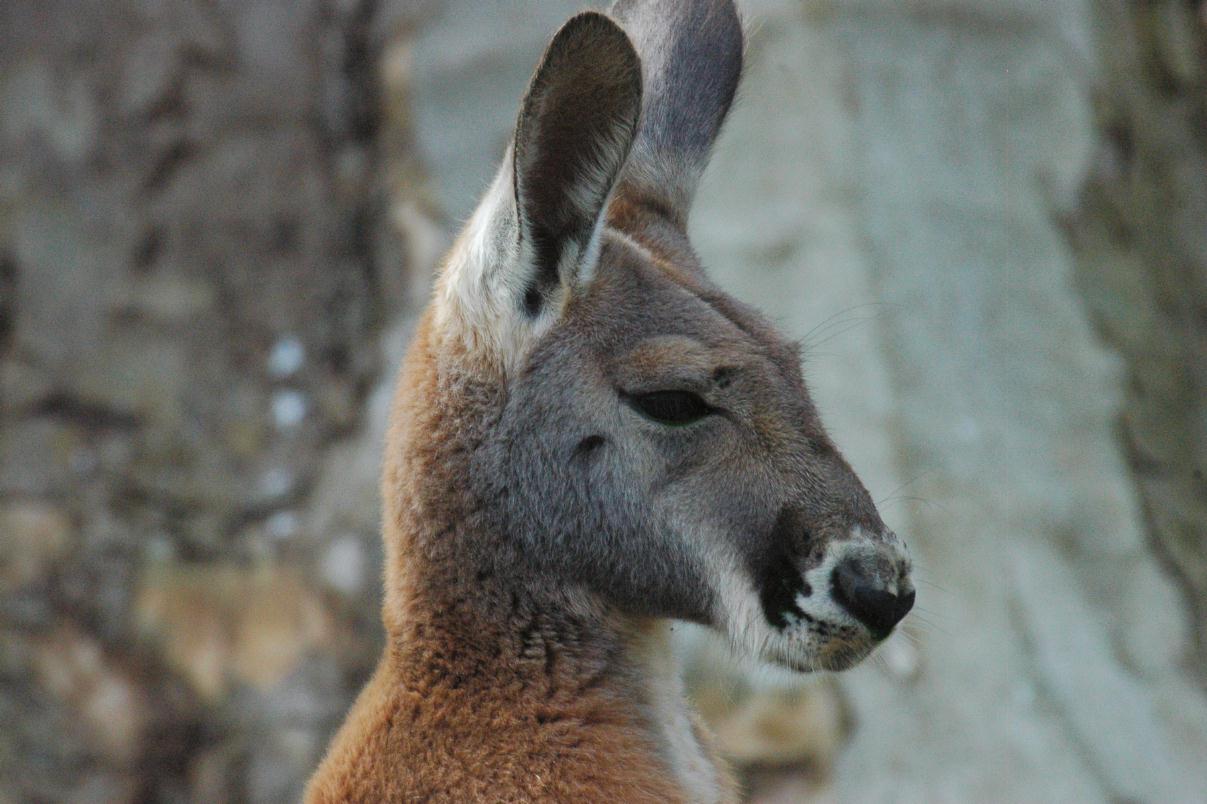 ./ZooStuttgartGermany2008_55_1484T.jpg