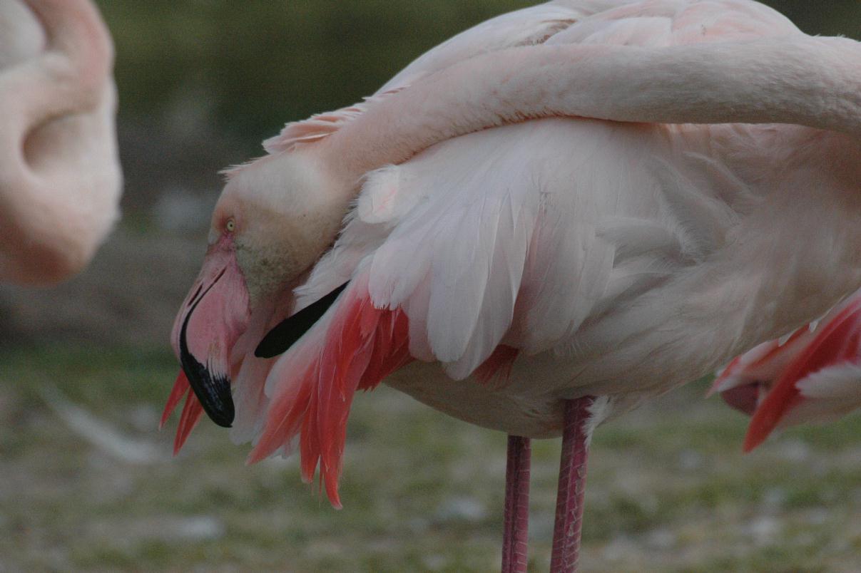 ./ZooStuttgartGermany2008_60_1522T.jpg