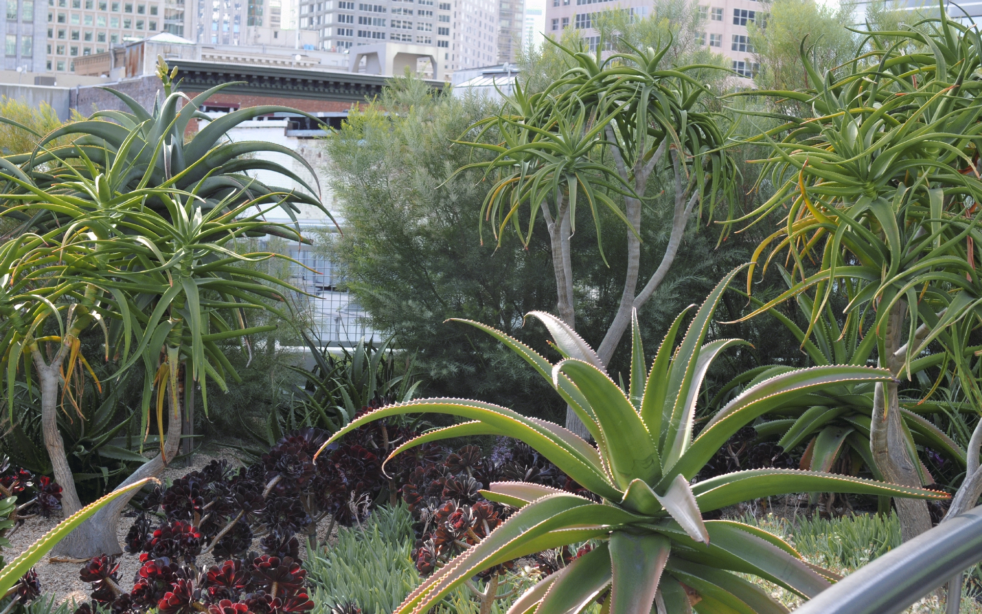 ./Salesforce_Center_Roof_Garden_Aloe_20191012_153929_C19_4128.jpg