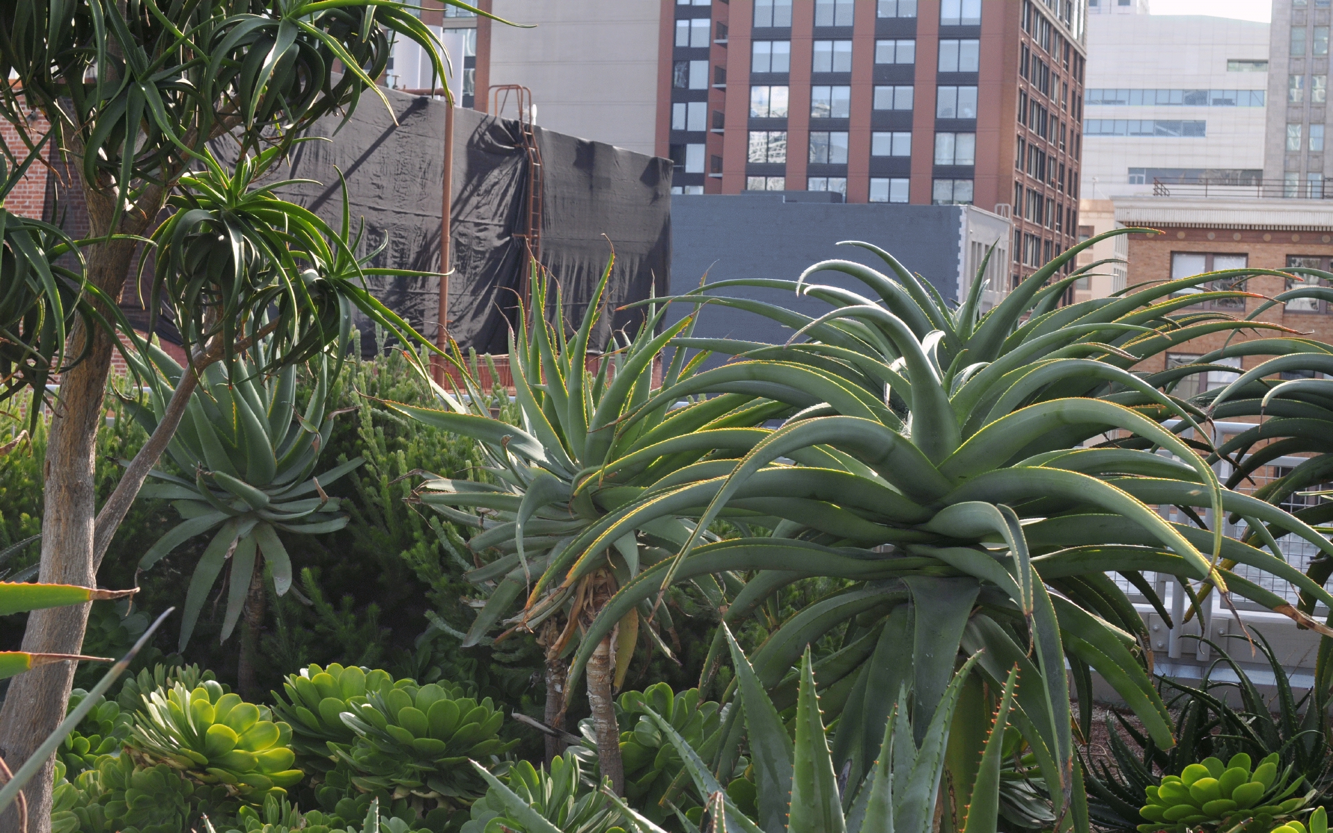 ./Salesforce_Center_Roof_Garden_Aloe_20191012_153933_C19_4130.jpg