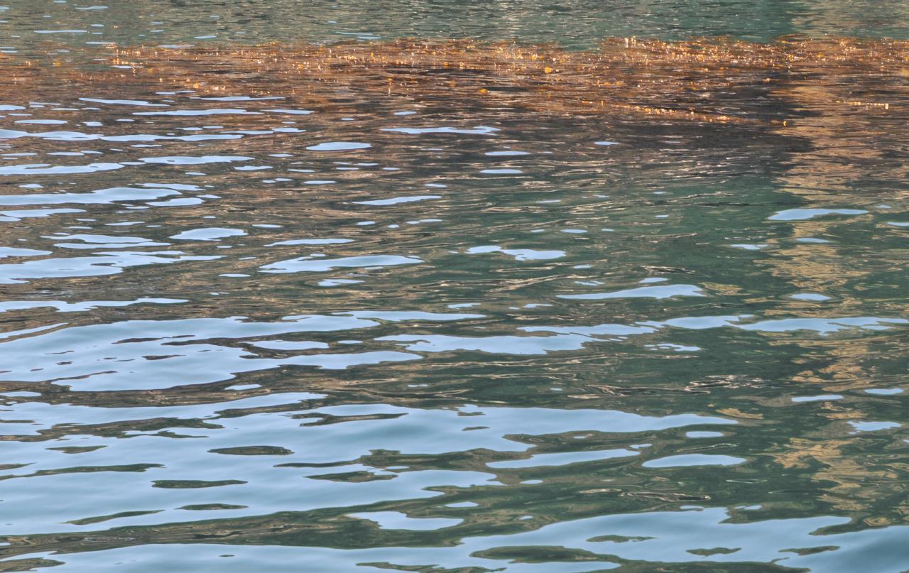 ./Kelp_20101008_105649_Anacapa_Island_8284BCX.jpg