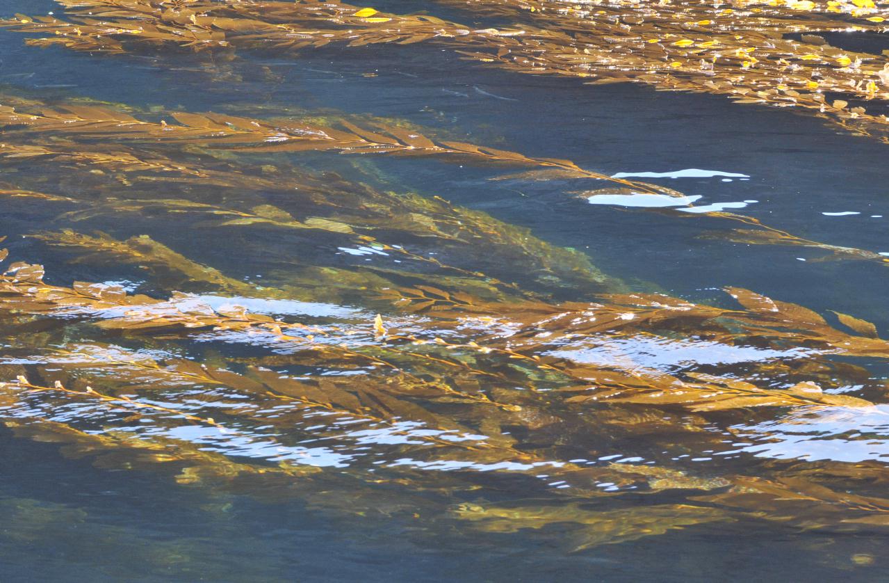 ./Kelp_20101008_111434_Anacapa_Island_8335BCX.jpg