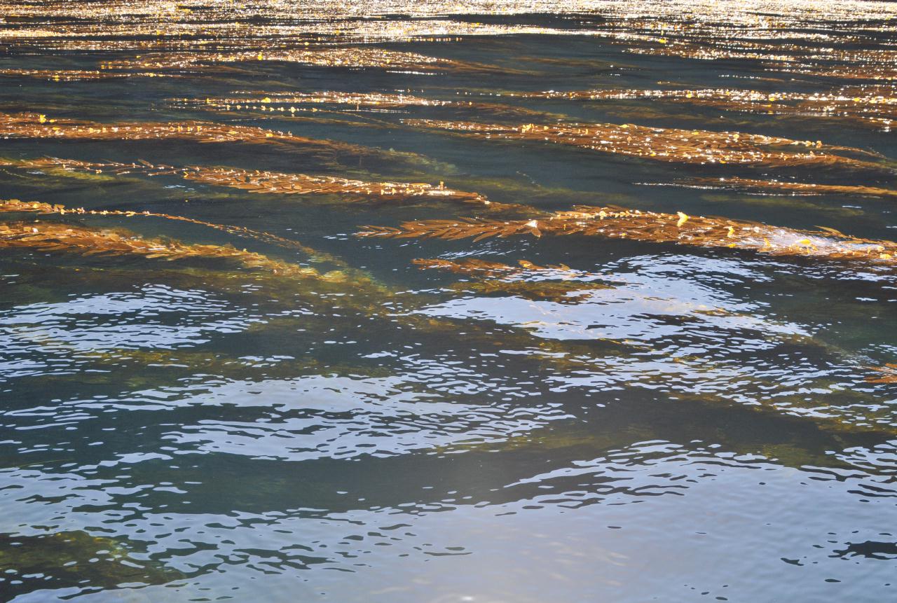 ./Kelp_20101008_111446_Anacapa_Island_8339BCX.jpg