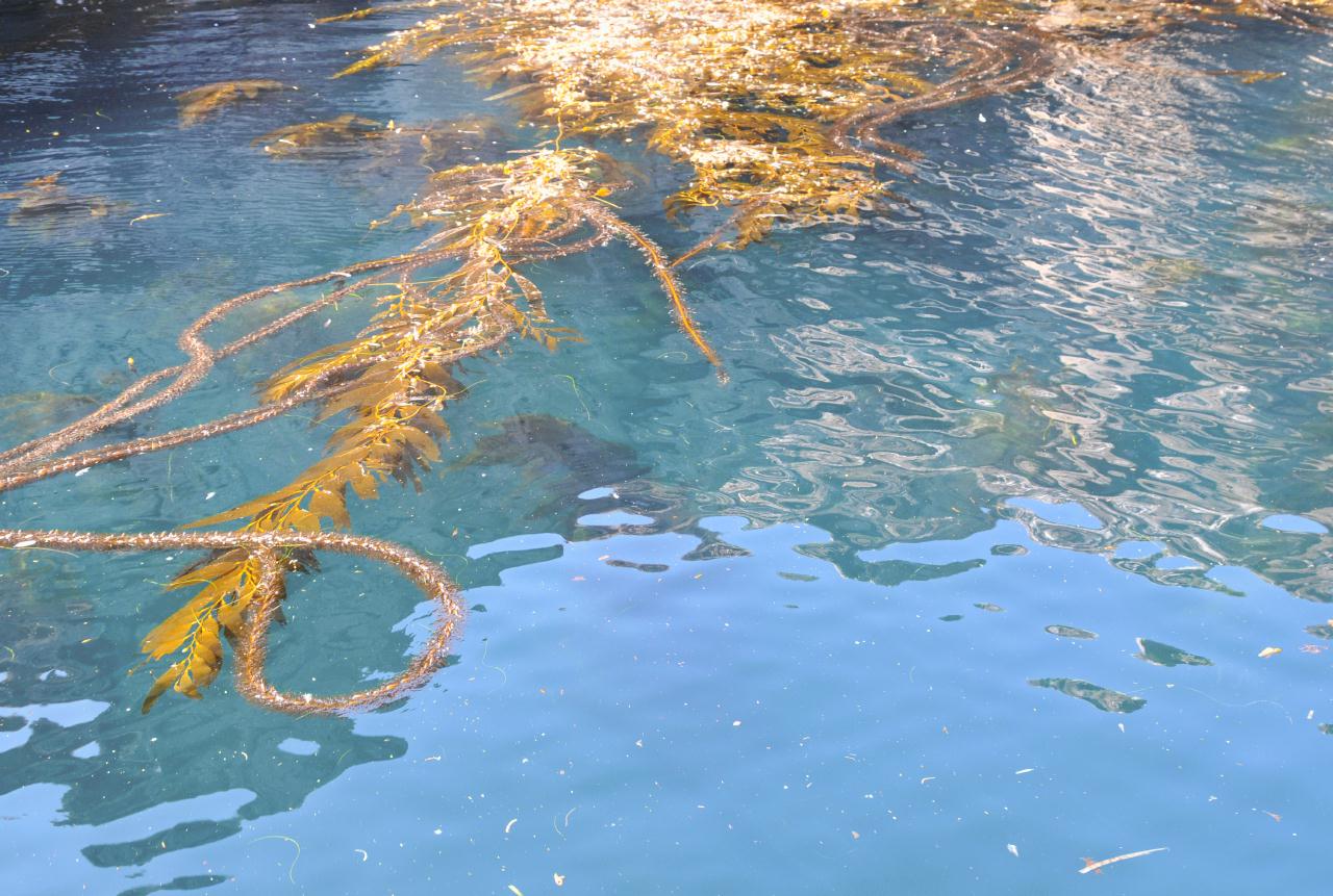 ./Kelp_20101008_112049_Anacapa_Island_8369BCX.jpg