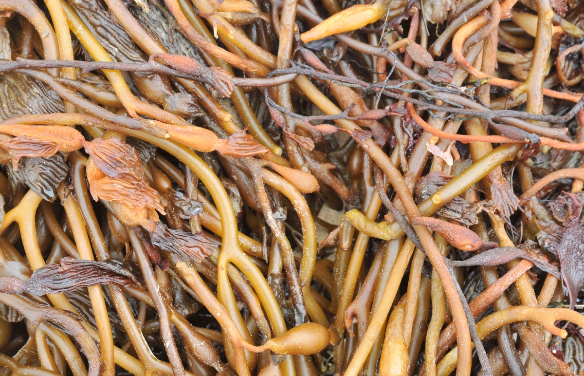 ./Kelp_20101020_125907_Monterey_California_Beach_BCY_1899.jpg