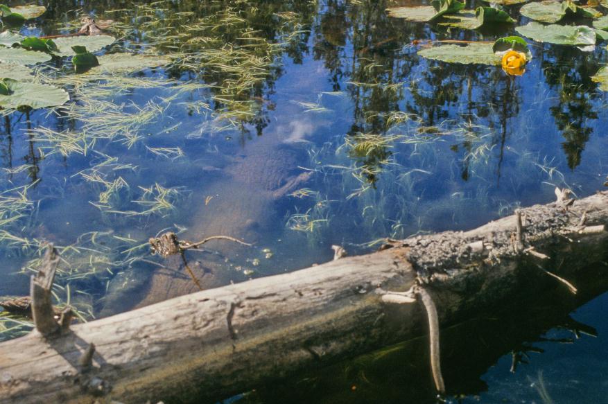 ./Pond_Scum_19940000_West_Wyoming_08.jpg