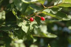 Berries2006_01.jpg