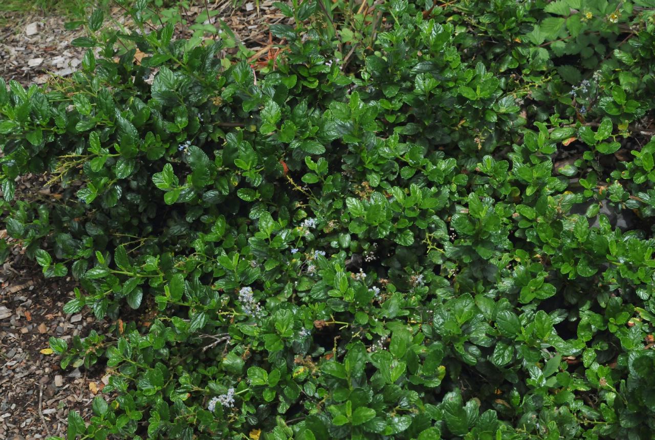 ./Ceanothus_griseus_Tilden_Botanic_Gardens_20100518_125908_4842BCX.jpg