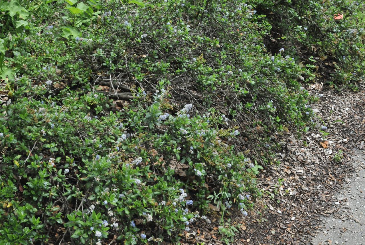 ./Ceanothus_griseus_Tilden_Botanic_Gardens_20100518_125912_4843BCX.jpg