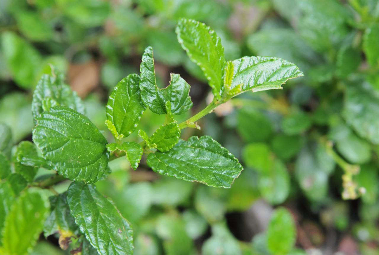 ./Ceanothus_griseus_Tilden_Botanic_Gardens_20100518_130014_4847BCX.jpg