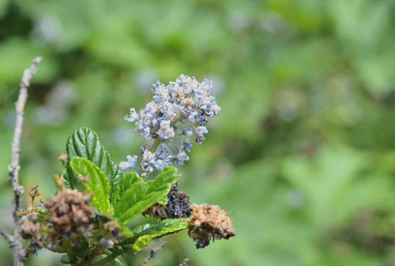 ./Ceanothus_griseus_Tilden_Botanic_Gardens_20100518_130038_4850BCX.jpg