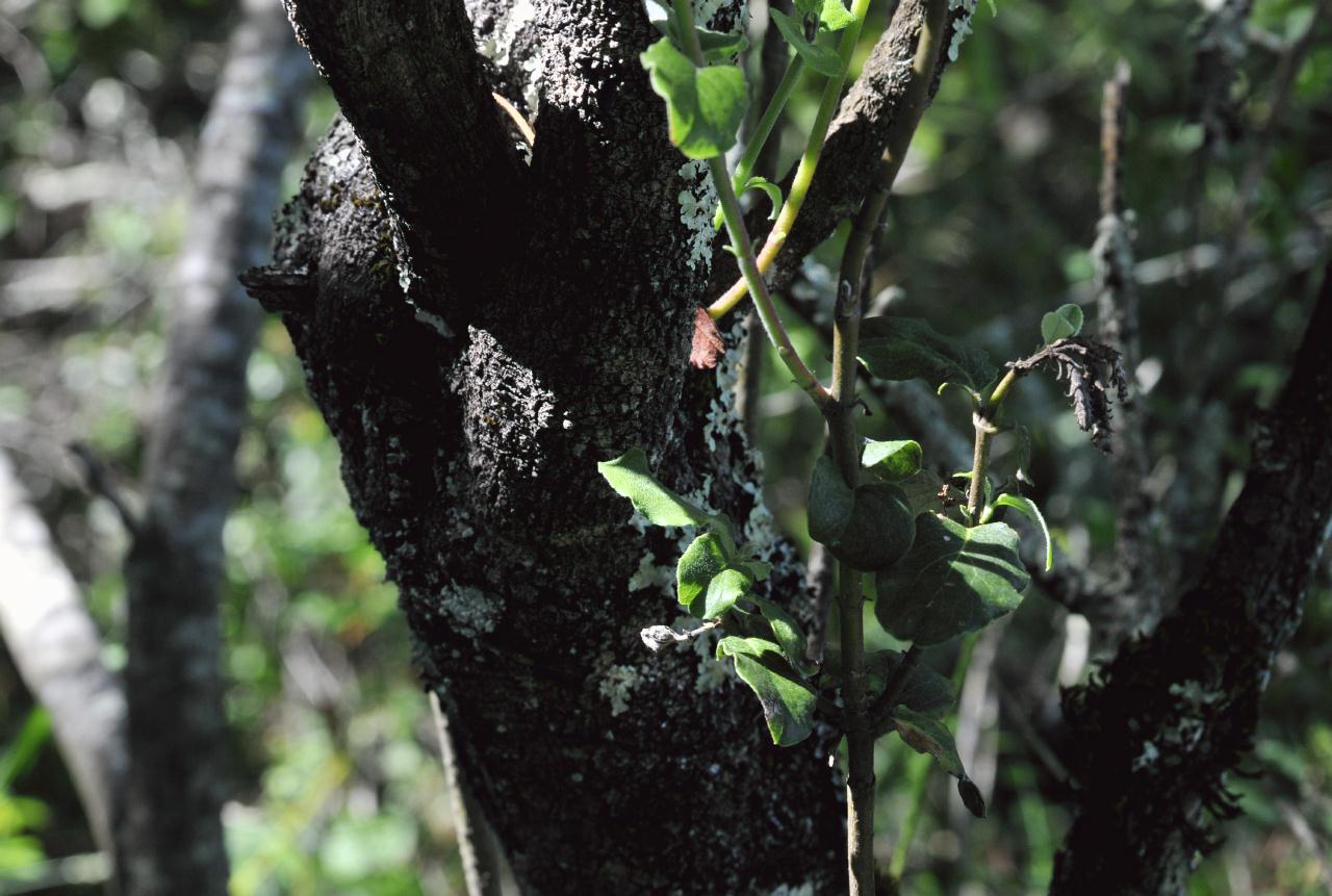 ./Coast_Silktassel_Huckleberry_Botanic_Regional_Preserve_20100612_154115_6381BCX.jpg