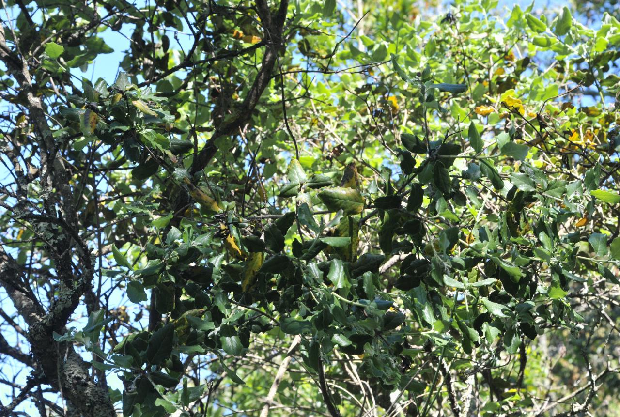 ./Coast_Silktassel_Huckleberry_Botanic_Regional_Preserve_20100612_154238_6389BCX.jpg