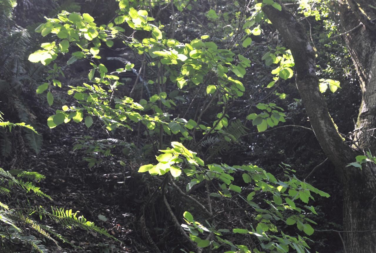 ./Coast_Silktassel_Huckleberry_Botanic_Regional_Preserve_20100612_154504_6391BCX.jpg