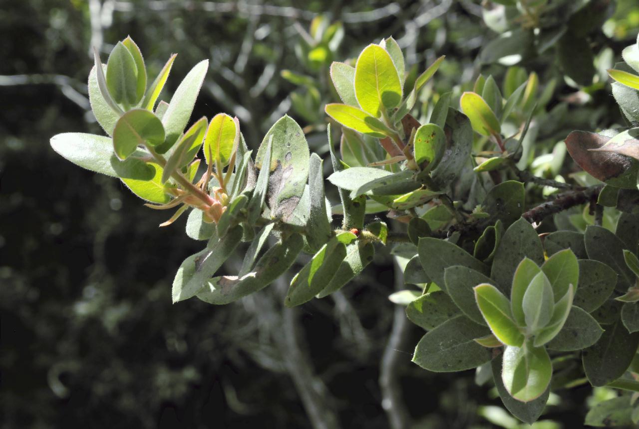 ./Arctostaphylos_Regismontana_Tilden_Botanical_Garden_20090518_133718_4930BCX.jpg