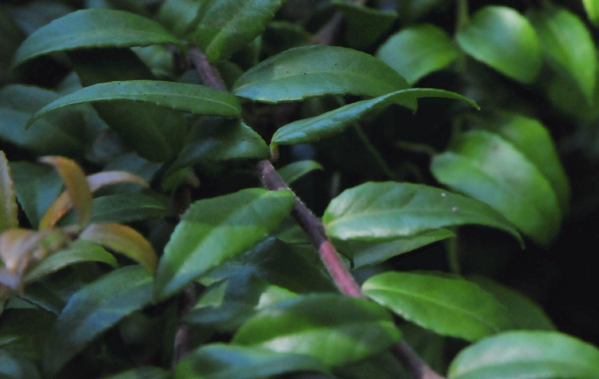 ./Coast_Huckleberry_Huckleberry_Botanic_Regional_Preserve_20100612_152424_6327BCX.jpg