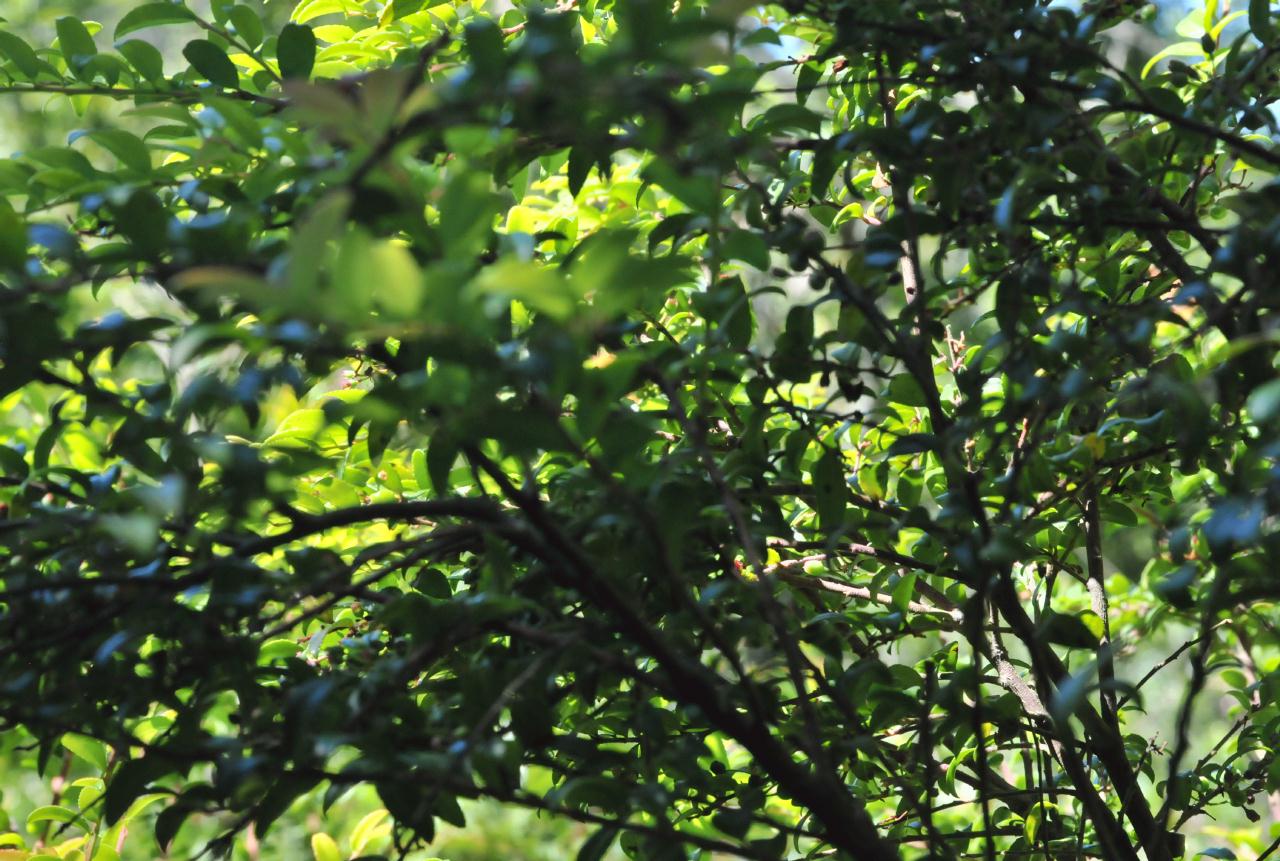 ./Coast_Huckleberry_Huckleberry_Botanic_Regional_Preserve_20100612_152432_6328BCX.jpg