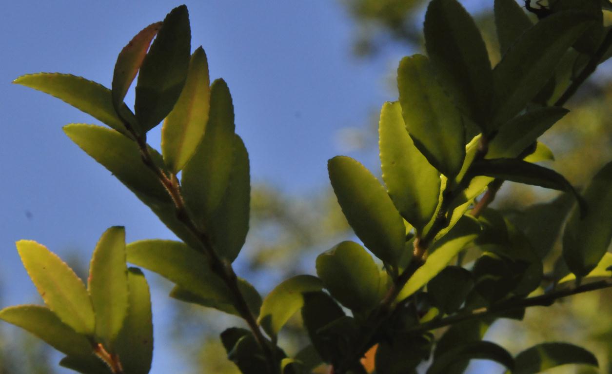 ./Coast_Huckleberry_Huckleberry_Botanic_Regional_Preserve_20100612_152441_6330BCX.jpg