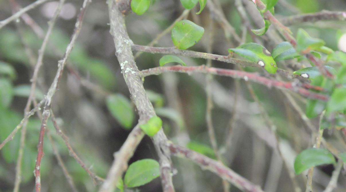 ./Coast_Huckleberry_Huckleberry_Botanic_Regional_Preserve_20100612_152505_6332BCX.jpg