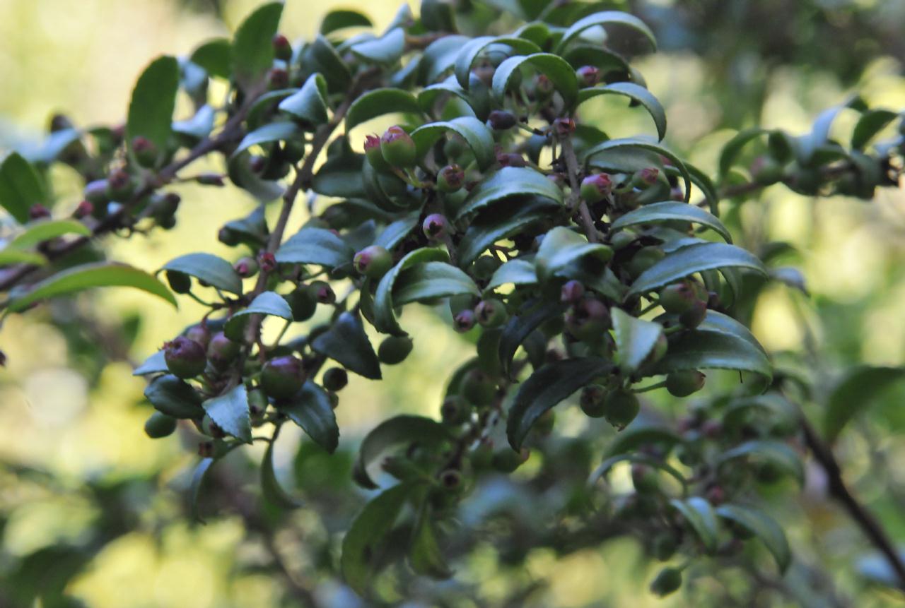 ./Coast_Huckleberry_Huckleberry_Botanic_Regional_Preserve_20100612_152532_6334BCX.jpg